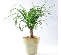 Beaucarnéa Noline Recourbée Pied d’éléphant pour la Maison ou le Bureau (40-50 cm pot inclus)