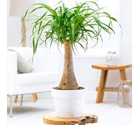 Beaucarnea Recurvata 40-50 cm en Pot Pied d’éléphant Plante d'intérieur Cadeau vert