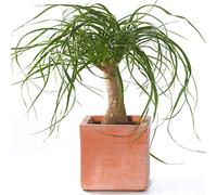 Beaucarnea Recurvata En pot 40-50 cm Plante pied d'éléphant pour la Maison ou le Bureau