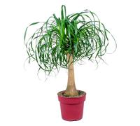 Beaucarnea Recurvata - Pied d’éléphant - Plantes d’intérieur - Dépolluante - H. 70-90 cm - P. 24 cm
