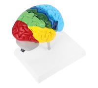 Beaupretty 1 du Cerveau Humain Hémisphère Droit, Structure Réaliste et Annotations Couleur, Accessoire Pédagogique pour Neurosciences et Enseignement Médical Éducatif