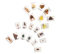 Beaupretty 20 Pièces Insecte en Résine Transparente pour Étude Naturelle