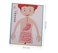 Beaupretty 4 Ensembles Digestive System Model DIY Kit for Interactive Educational Toy for Early Science Learning and Craft Supplies