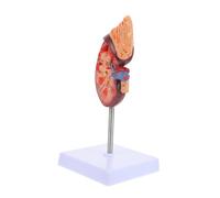 Beaupretty Base et Support Modèle Viscères pour Dissection et Enseignement Scolaire Humaine