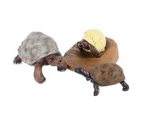 Beaupretty Figurines Tortue Cycle de Vie Modèle Éducatif pour Apprentissage Cycle de
