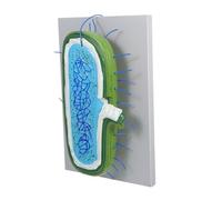 Beaupretty Modèle Anatomique Cellule Animale Agrandi pour Enseignement Scolaire avec Organites Détaillés Outil Pédagogique Interactif pour Démonstration Classe et Étude Approfondie