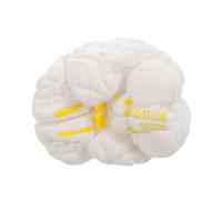 Beaupretty Modèle Cerveau Humain Éducatif avec Base Affichage Anatomie Réaliste Détachable Parties Outil Pédagogique pour École et Enseignement Médical Blanc