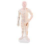 Beaupretty Modèle Corporel D’Acupuncture Traditionnelle Chinoise à Taille Réelle, Affichage Pédagogique des Points D’Acupuncture et Méridiens, Outil de Massage des Points de Pression pour