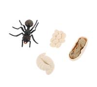 Beaupretty Modèle Cycle de Vie Éducatif Antiforme Réaliste pour Garçon Fille Apprentissage Croissance