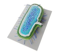 Beaupretty Modèle de Cellule Anatomique Modèle Éducatif pour Enseignement des Microbes Outil Affichage Scientifique pour Écoles et