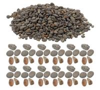 Beaupretty Pierres Naturelles Décoratives pour Aquarium Galets de Rivière 2-5 MM 50 G Kit pour Diorama et Micropaysage Compatible Aquarium et Mini-Jardin Accessoires D’Aménagement sans