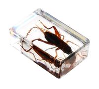 Beaupretty Spécimen de Grillon en Résine Artificielle Décoration D’Échantillon Éducative Collection Scientifique Légère et Portable pour Usage Pédagogique et Exposé Scolaire