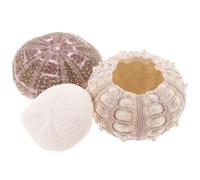 Beaupretty Support de Plantation Naturel Lot de 3 Coquillages d'Oursin pour Décoration Aquarium et Jardinière, Accessoires Terrariums pour Intérieur et Bureau
