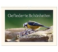 Beautés à plumes - La mésange bleue, Version française (Calendrier mural 2026 DIN A3 portrait), Calendrier CALVENDO mensuel