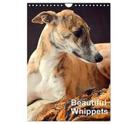 Beautiful Whippets (Wall Calendar 2026 DIN A4 portrait), CALVENDO 12 Month Wall Calendar: Whippets are small english Sighthounds