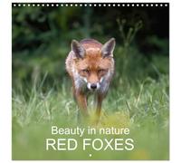 Beauty in nature - RED FOXES (Wall Calendar 2026 12" x 24" / 30 x 60 cm (open)) CALVENDO 12 Month Wall Calendar
