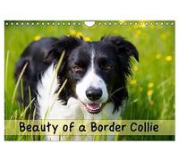 Beauty of a Border Collie (Wall Calendar 2026 DIN A4 landscape), CALVENDO 12 Month Wall Calendar: Portraits of a beautiful Border Collie dog in various outdoor locations