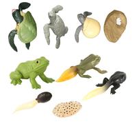 Beavorty Figurines Réalistes D’Animaux - 2 Ensembles de Jouets D’évolution Grenouille et Tortue en Résine, Modèles Miniatures Éducatifs pour Garçon et Filles, Décoration et Apprentissage