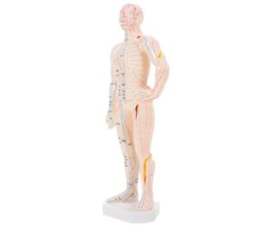 Beavorty Modèle D'affichage des Points D'acupuncture du Corps Humain en Plastique, Taille Réelle Présentation Claire pour Formation Éducative en Centre