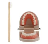 Beavorty Moule à Dents Résine Modèle De Prothèse Cognitive Jouet Éducatif Pour Garçon Fille Apprendre La Structure