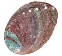Beavorty Support Parfum pour Brûler Herbes en Coquille D'ormeau Naturel Récipient Décoratif Ornement Coquillage pour Aquarium et Bureau pour Décoration Maison