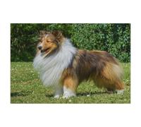 BEAYODKP 5D Bricolage Diamant Peinture，Sheltie - le rêve d’un mâle，3d Point De Croix Diamant Broderie Diamant Mosaïque Décor À La Maison（30 x 40 cm/11.81 x 15.74 pouces）-AD85