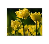 BEAYODKP 5D DIY Diamant Peinture，Gros plan sur une tulipe jaune au printemps，Diamant Point De Croix Mosa?que Image Halloween Diamant Broderie（40 x 50 cm/15.74 x 19.68 pouces）-N53