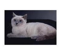 BEAYODKP 5D Diy Diamond Painting，Chats British Shorthair，Cross Stitch Full Diamond Embroidery Mosaic Pattern Beaded Embroidery（40 x 50 cm/15.74 x 19.68 pouces）-AG63