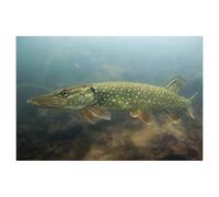 BEAYODKP 5D Diy Diamond Painting，Junger Hecht，Cross Stitch Full Diamond Embroidery Mosaic Pattern Beaded Embroidery（30 x 40 cm/11.81 x 15.74 pouces）-AC3