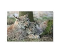 BEAYODKP Lynx,Peinture par Numero Adulte, Cadeau de Peinture à l'huile de Bricolage numérique pour Enfants Adultes Peindre par Nombre Kits(20x30cm) 7,8x11,8 pouces-A37