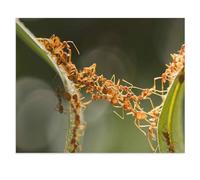 BEAYODKP Panneau en étain en métal，Unité d’équipe de ponts de fourmis，décor de maison pour café, Bar, décor Vintage(30x40cm 12x16 inch-W89