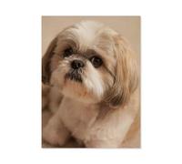 BEAYODKP Peindre par Nombre Peinture par numéro,Chien Shih Tzu,Kit Complet Peintures À l'huile Image par Numéros Photo À La Main Enfants(40x50cm) 15.7x19.6 pouces-E46