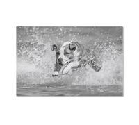 BEAYODKP Peinture par Numero，American Staffordshire Terrier en Noir et Blanc，avec pinceaux et pigments acryliques Peinture sur Toile pour Adultes et débutants（40x50cm） 15.7x19.6 pouces-A67