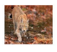 BEAYODKP Plaque en métal rétro，Luchs auf der Jagd im Herbstwald，pour décoration de maison, cuisine, bar, café, club, cave - Décoration murale vintage(30x40cm 12x16 inch-V93