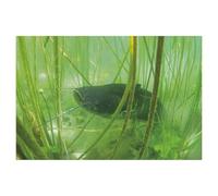 BEAYODKP Silure glane dans le lac de Paladru, Auvergne-Rhône-Alpes，5D Plein Diamant Peinture DIY Diamant Broderie Décoration de La Maison（40 x 50 cm/15.74 x 19.68 pouces）-AG99