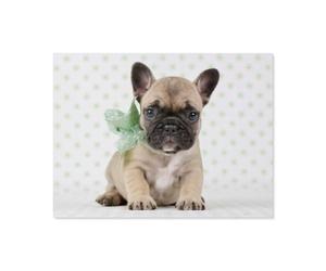 Bébé Chien pour Tomber Amoureux du Chiot Bulldog français，1000 Pièces Puzzle - Jeux pour Réduire Le Stress Familial - Jouets Ludiques pour Adultes - Décoration Intérieure Gifts（75x50cm）-AO32