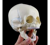 Bébé Crâne, Crâne infantile Anatomical Modèle de squelette Matériel d'enseignement pour la médecine, matériel d'enseignement Outil 13 x La recherche 10 x 10,5 cm
