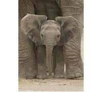 Bébé Elephant - 61x91,5cm - Affiche / Poster