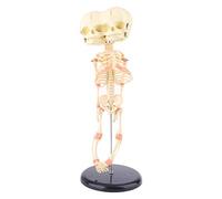 Bébé humain déformé pour tête de mort Modèle de recherche Squelette Anatomique Anatomie Enseignement Affichage Corps Humain