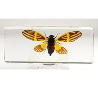 Becquartina Electa Cigale noire dorée véritable de 109 mm avec ailes ouvertes en résine de lucite cristalline pour travaux manuels, préparation d'insectes Becquartina Electa, collection de biologie