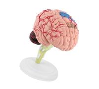 Bediffer Modèle de Cerveau Humain démonté, Jouet, Matériau coloré, Base Noire, 1 Pièce, Modèle Anatomique du Cerveau, Jouets éducatifs en Neurosciences