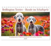 Bedlington Terrier - Hunde im Schafspelz (Tischkalender 2026 DIN A5 quer), CALVENDO Monatskalender: Energiegeladene Temperamentsbündel mit sanftem Ausdruck