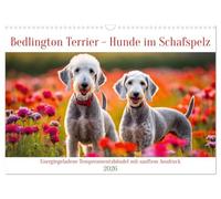 Bedlington Terrier - Hunde im Schafspelz (Wandkalender 2026 DIN A3 quer), CALVENDO Monatskalender: Energiegeladene Temperamentsbündel mit sanftem Ausdruck