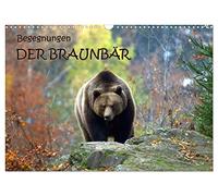 Begegnungen DER BRAUNBÄR (Wandkalender 2026 DIN A3 quer), CALVENDO Monatskalender: Der Braunbär - liebenswerter Zeitgenosse im dicken Pelz