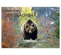 Begegnungen DER BRAUNBÄR (Wandkalender 2026 DIN A4 quer), CALVENDO Monatskalender: Der Braunbär - liebenswerter Zeitgenosse im dicken Pelz