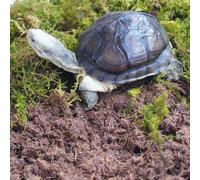 Begeterday Lot de 3 accessoires pour tortue - Contient une litière pour tortue, un substrat qui retient l'humidité pour la couche supérieure