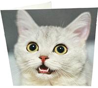 Begging Cat Carte d'anniversaire vierge