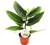 Bégonia aile d'ange - Begonia Angel Wings - feuilles vertes - mini plante en pot de 5.5cm