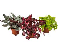 Begonia 'Beleaf' - Bégonia à feuilles - Lot de 3 - Plante d’intérieur - Pot ⌀12 cm - 25-35 cm