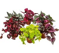 Begonia Beleaf Mix - Bégonia à feuilles - Lot de 6 - Plante d’intérieur - Facile d'entretien - Pot ⌀12 cm - 20-25 cm
